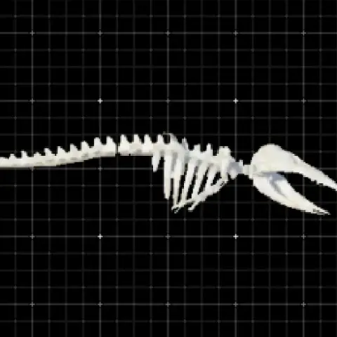 Fossil dragon