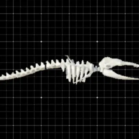 Giant skeleton