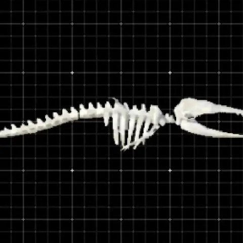 Mini great skeleton